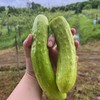 生态白玉黄瓜 | 绿家自产* ecological fruit cucumber | Self-production 商品缩略图0