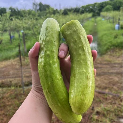 生态白玉黄瓜 | 绿家自产* ecological fruit cucumber | Self-production 商品图0