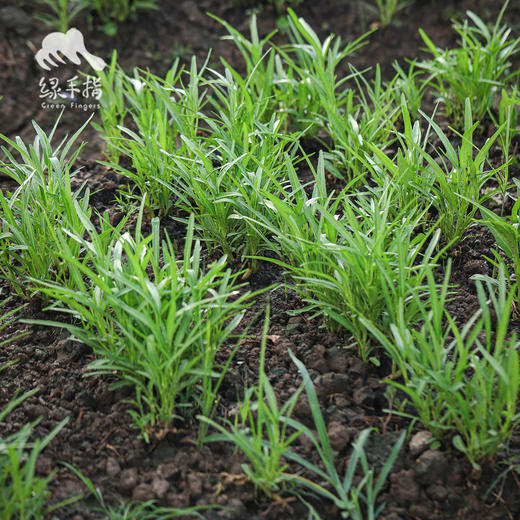 生态空心菜 | 绿家自产* Eco-mater convolvulus | Self-production| 商品图4