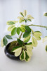 苔藓球花叶招财树 商品缩略图3