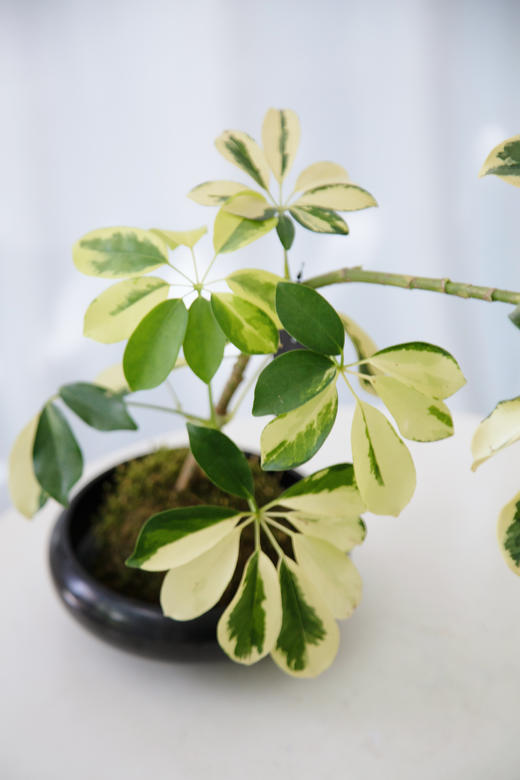 苔藓球花叶招财树 商品图3