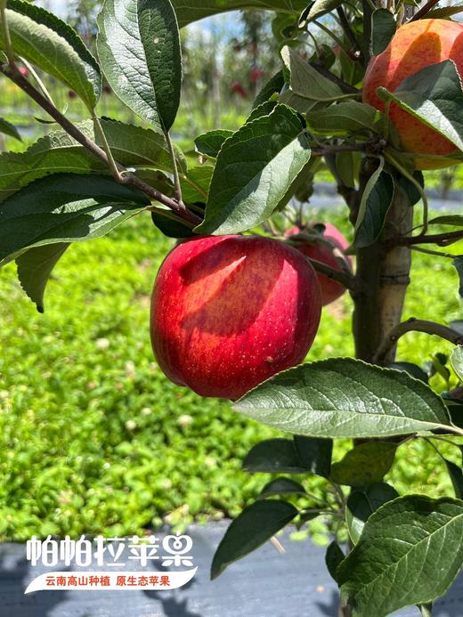 原生态自然熟【云南帕帕拉红露苹果】海拔2000多米高原种植 脆甜多汁 果香浓郁 果酸天然 商品图1