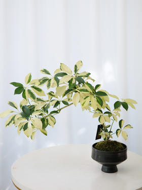 苔藓球花叶招财树