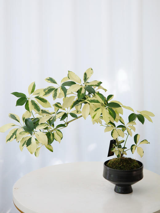 苔藓球花叶招财树 商品图0