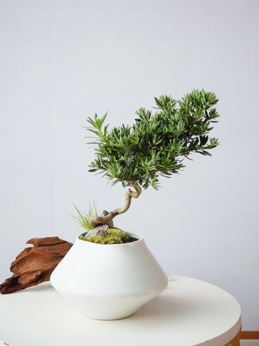 罗汉松 商品图0