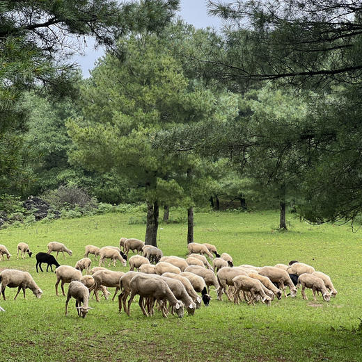 成人特惠 |12.24周三大哨森林大尖山，昆明十峰之嵩明大尖山，徒步森林和草原，看成群绵羊，轻松登顶大尖山！ 商品图12