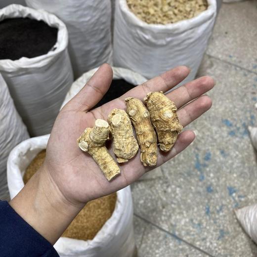 西洋参国产10g粒头 商品图4