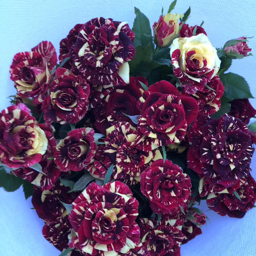 多头玫瑰·流星雨 商品图1