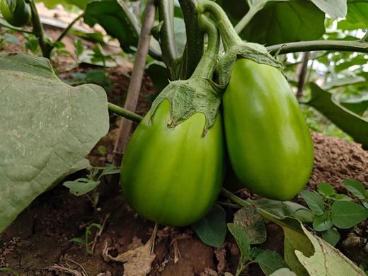 土豆、茄瓜、胡萝卜、甜菜根等、酵素蔬菜组合包 | 自然农耕、六不用种植，时令蔬菜包，各类绿叶蔬菜，小黄姜、萝卜等|| 健源 商品图9