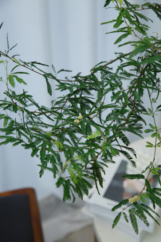粉合欢 商品图3