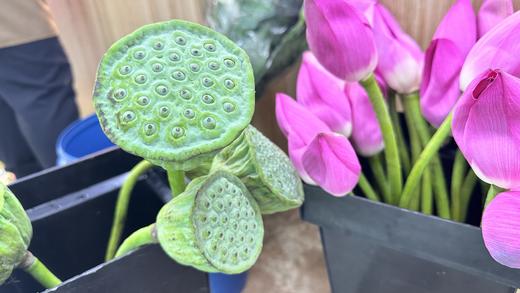 荷花4支+2支莲蓬 商品图0