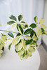 苔藓球花叶招财树 商品缩略图4
