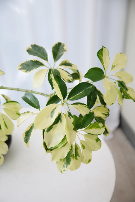 苔藓球花叶招财树 商品图4