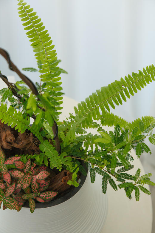 粉合欢 商品图4