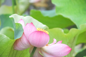 三伏天来袭，这些养生小知识让你轻松度夏