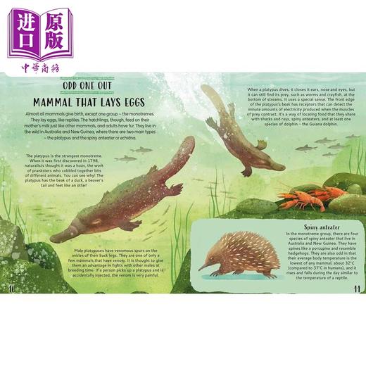 【中商原版】整理动物 对动物世界进行分类 Get Your Animals in Order 英文原版 儿童科普绘本 自然科学知识百科图画书 精装 商品图4