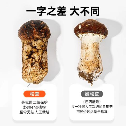【凤凰网溯源一级鲜松茸 顺丰冷链空运】云南香格里拉野生松茸  海拔3000米以上 全程严选 新鲜采摘 香味馥郁 商品图5