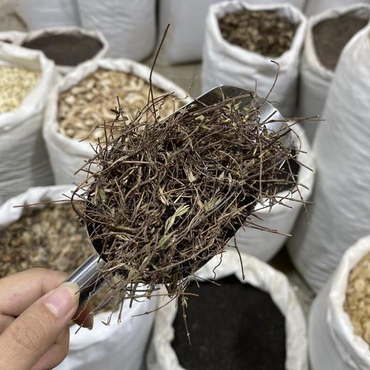 姜味草 商品图4