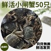 【新鲜直达！六月黄鲜活小螃蟹】蟹黄饱满，壳薄肉嫩多汁，鲜香好滋味，现货河蟹大闸蟹L 商品缩略图3