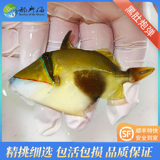 黑肚炮弹Rhinecanthus verrucosus 商品图1