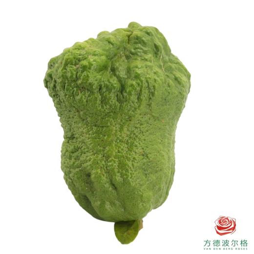 香橼（0.9-1.2kg）1个 商品图2