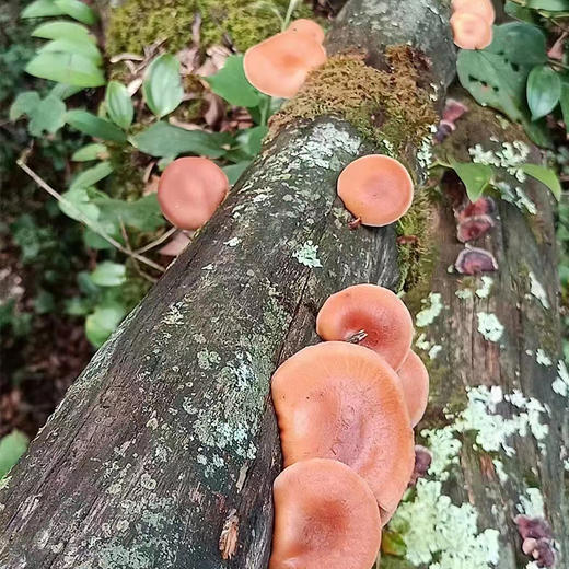 【秦岭野生干香菇500g】秦岭大巴山深处 自然生长日光晾晒 肉质肥厚细嫩 鲜香味美 商品图7