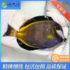 七彩吊Acanthurus Japonicus 商品缩略图0