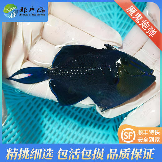 魔鬼炮弹Odonus niger 商品图0