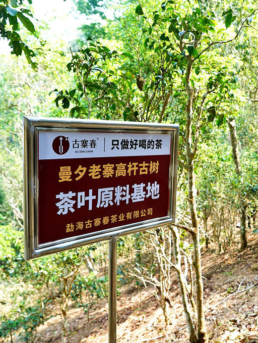 专属定制茶【曼夕茶王地高杆】蕞接近茶王的口感 特制50克装散茶以供品鉴；正装单株包树的形式出售/免费提供定制服务 商品图2