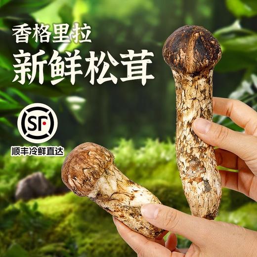 【凤凰网溯源一级鲜松茸 顺丰冷链空运】云南香格里拉野生松茸  海拔3000米以上 全程严选 新鲜采摘 香味馥郁 商品图2