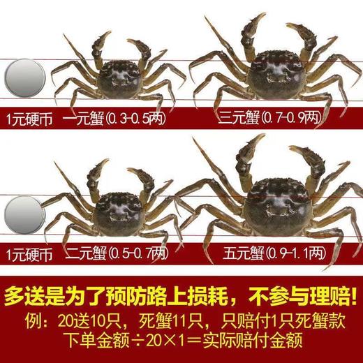 【新鲜直达！六月黄鲜活小螃蟹】蟹黄饱满，壳薄肉嫩多汁，鲜香好滋味，现货河蟹大闸蟹L 商品图2