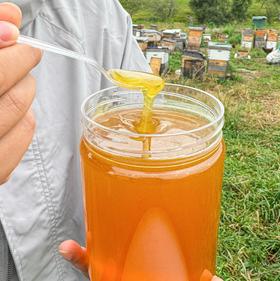 【斌哥优选】新疆黑蜂高寒山花蜜。质地浓稠、不易结晶；琥珀色蜜液，丝滑口感，具有清淡幽香的山花香味，芳香适口