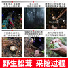 【凤凰网溯源一级鲜松茸 顺丰冷链空运】云南香格里拉野生松茸  海拔3000米以上 全程严选 新鲜采摘 香味馥郁 商品缩略图3