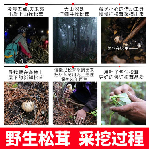 【凤凰网溯源一级鲜松茸 顺丰冷链空运】云南香格里拉野生松茸  海拔3000米以上 全程严选 新鲜采摘 香味馥郁 商品图3