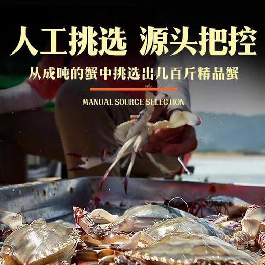 【顺丰新鲜发货！新鲜捕捞梭子蟹】"只只精选“ 人工挑选的大好蟹，肉质紧实有弹性，美味停不下来，六月黄新鲜大闸蟹L 商品图1