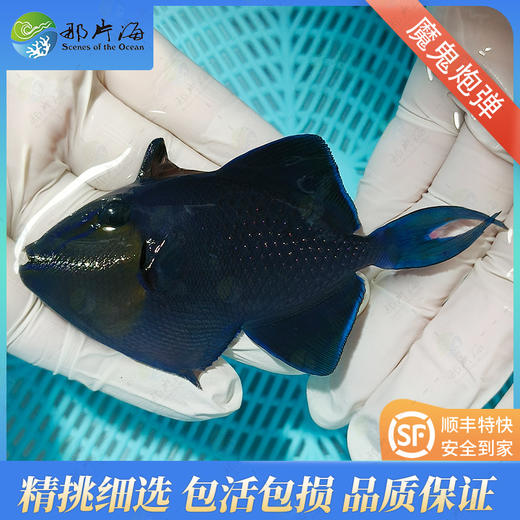 魔鬼炮弹Odonus niger 商品图1