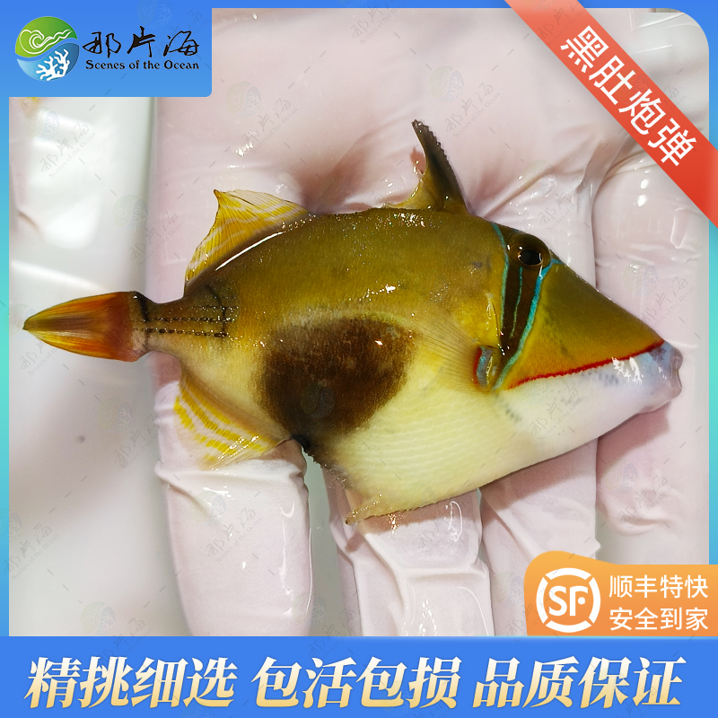 黑肚炮弹Rhinecanthus verrucosus