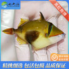 黑肚炮弹Rhinecanthus verrucosus 商品缩略图0
