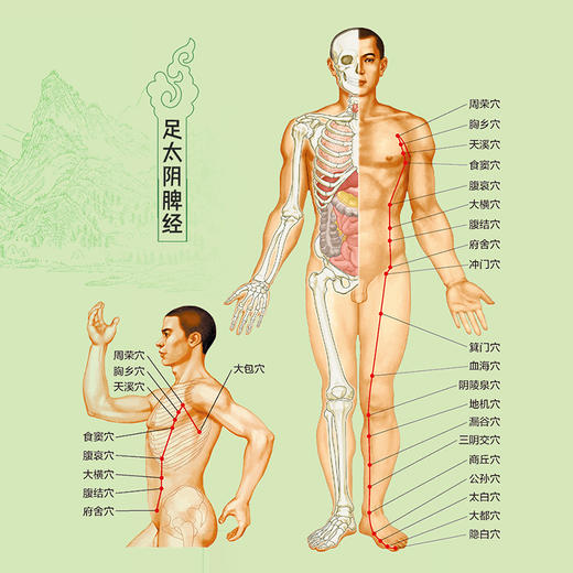 黄帝内经脾胃好病不找（有声版）(杨秀岩) 商品图3
