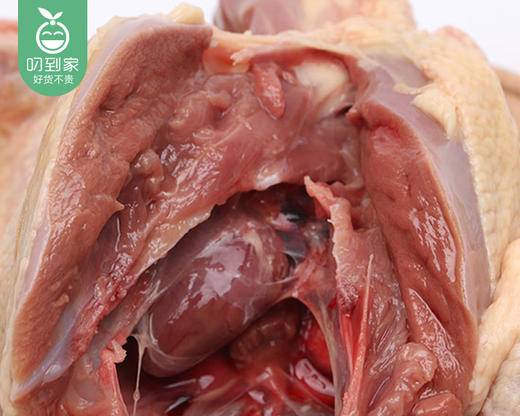 安溪谷物饲养50天中鸽（350g±50g/只） 商品图1