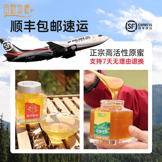【元气暖胃组合】元气黄芪+暖胃茴香 田野牧蜂天然蜂蜜 金奖蜂蜜自然封盖蜜 稀缺本草纯蜜 高原直采 商品图2