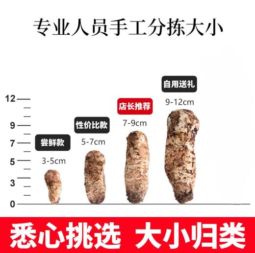 【凤凰网溯源一级鲜松茸 顺丰冷链空运】云南香格里拉野生松茸  海拔3000米以上 全程严选 新鲜采摘 香味馥郁 商品图4