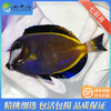七彩吊Acanthurus Japonicus 商品缩略图1