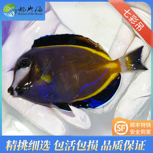七彩吊Acanthurus Japonicus 商品图1