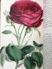 1854年 花店、水果商与园林杂志 10余幅套色版画与多幅黑白版画插图 全真皮精装大32开 商品缩略图11