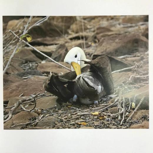 加拉帕戈斯群岛：探索达尔文的锦绣 数百幅插图 精装16开 商品图7