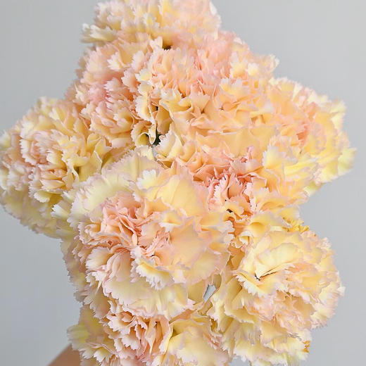 单头康乃馨丨西西里丨20支/扎 商品图1