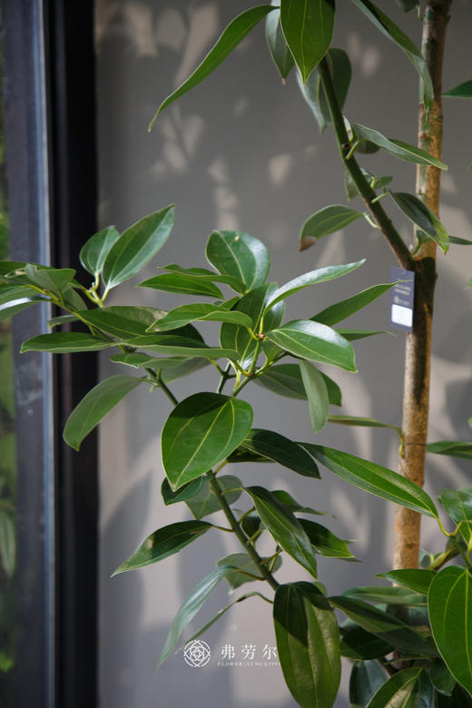 白盆平安树 商品图1