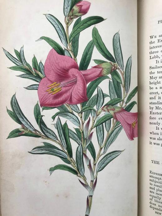 1854年 花店、水果商与园林杂志 10余幅套色版画与多幅黑白版画插图 全真皮精装大32开 商品图8