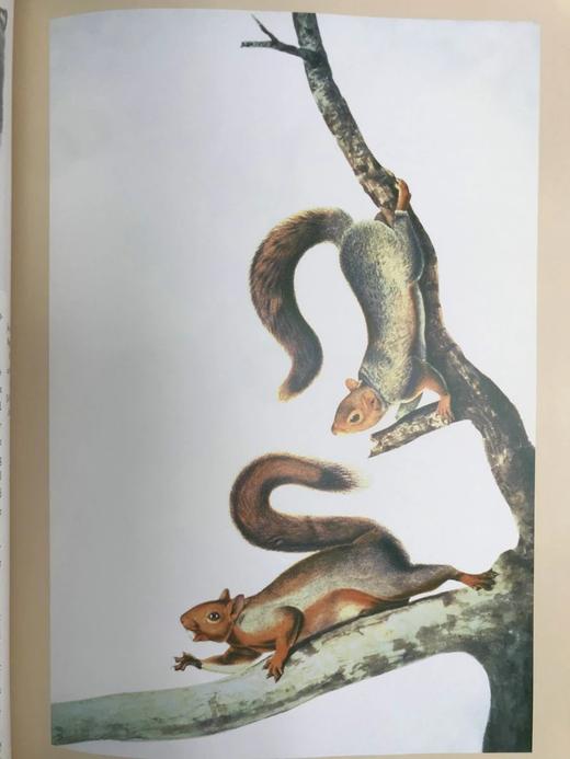 奥杜邦北美哺乳动物画集 184幅插图（80幅彩色） 精装16开 商品图9